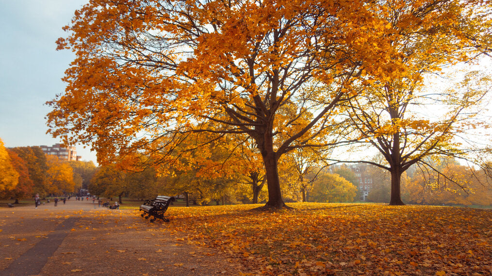 Hyde park in London during the fall